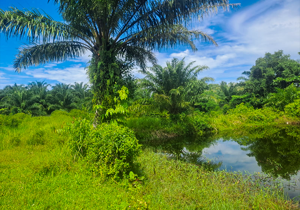 TANAH DI KAB. MUKO-MUKO - WOFF580-2 - foto 2
